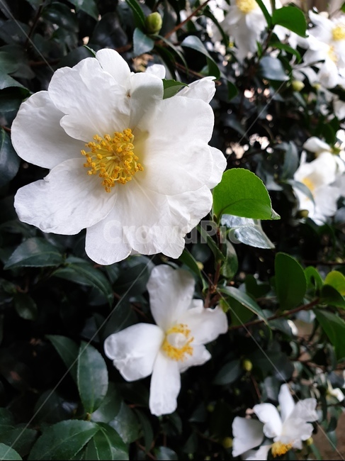 흰동백,동백꽃,꽃,자연,배경,감성,힐링,식물,자연,plants,nature,꽃,flower