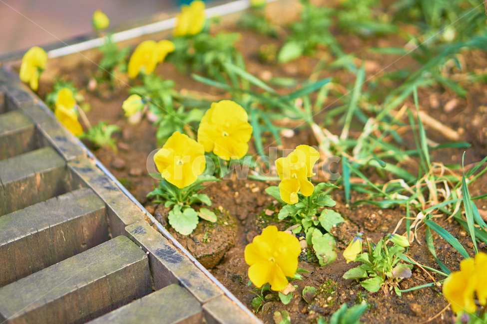 봄,꽃,flower,식물,spring,nature,plant,접사,초접사,식물,자연,plants,nature,꽃,flower