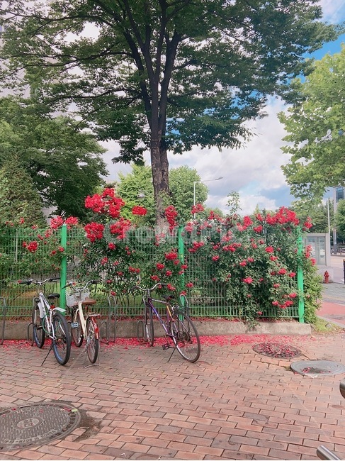 장미,자전거,감성,rose,울타리,꽃배경,flower,bicycle,fence