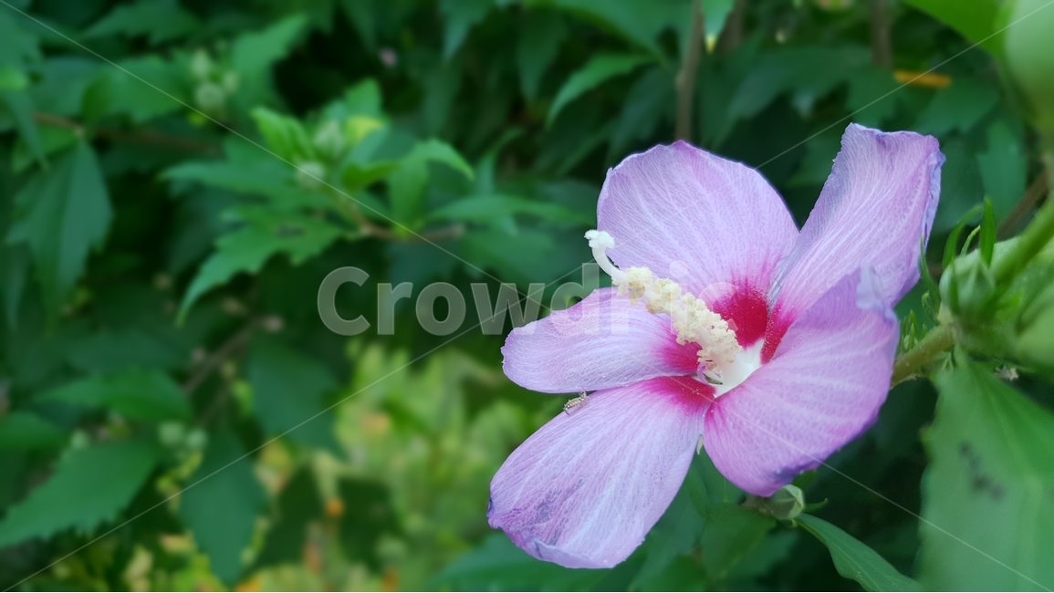 무궁화,식물,자연,꽃,여름,초록,한국,대표,나라꽃,green,nature,flower,국화,7월,8월,9월,대한민국,식물,자연,plants,nature,꽃,flower