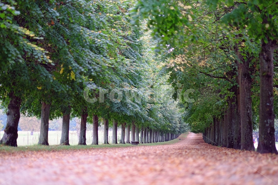 프랑스,파리,베르사유궁전,산책길,낙엽,정원,가로수,자연,풍경,nature,landscape,tree,나무,plant,식물
