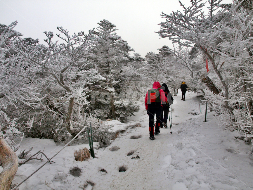 등산,설경,한라산,등반,눈,설화,눈꽃,겨울,계절,winter,season,사람들,대중,군중,other people,crowd