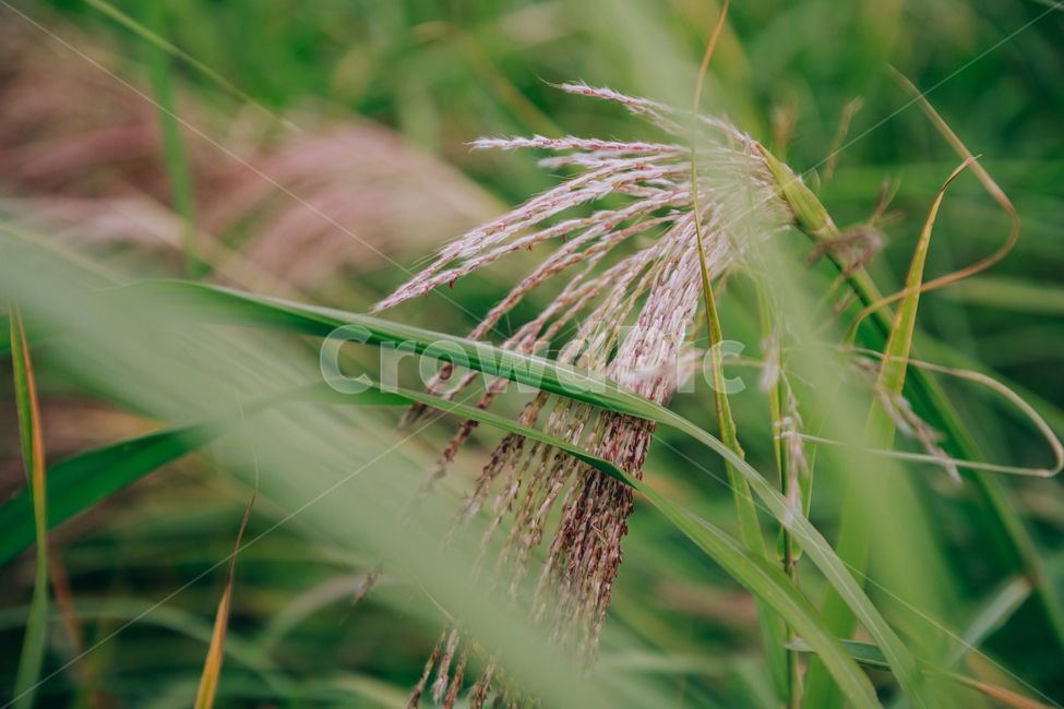갈대,가을,식물,자연,초록,억새,가을,계절,fall,autumn,season,식물,자연,plants,nature,grass,잔디,plant