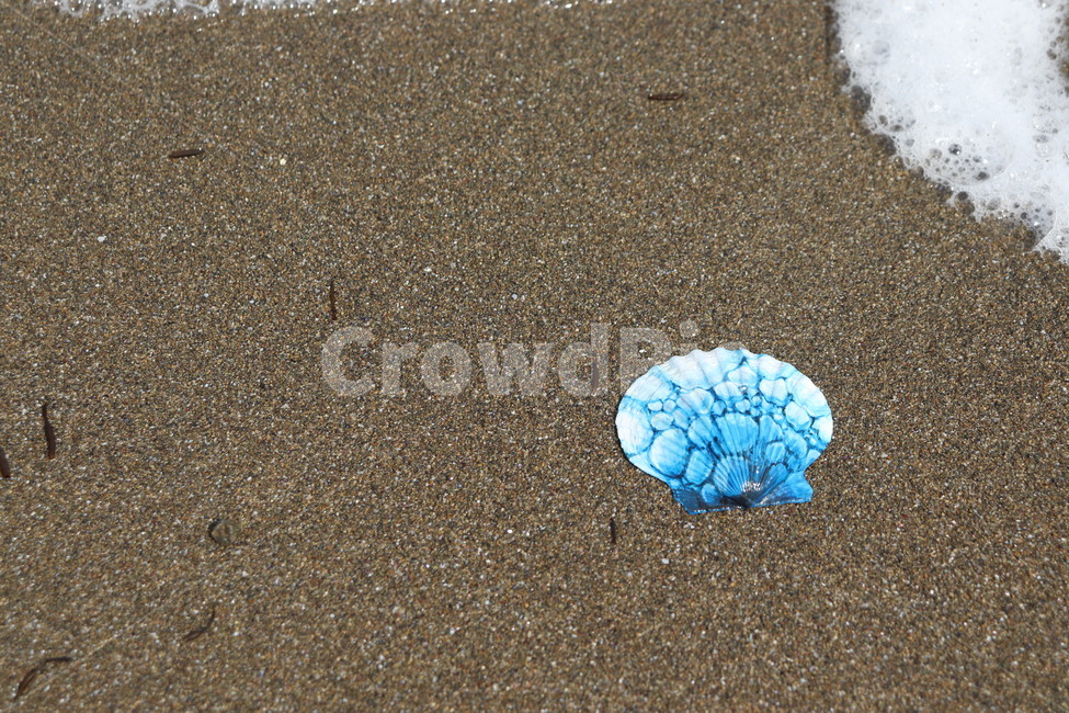 조개,조개껍데기,껍데기,바다,돌,해변,돌맹이,clam,beach,rock,시원한,모래,모래알
