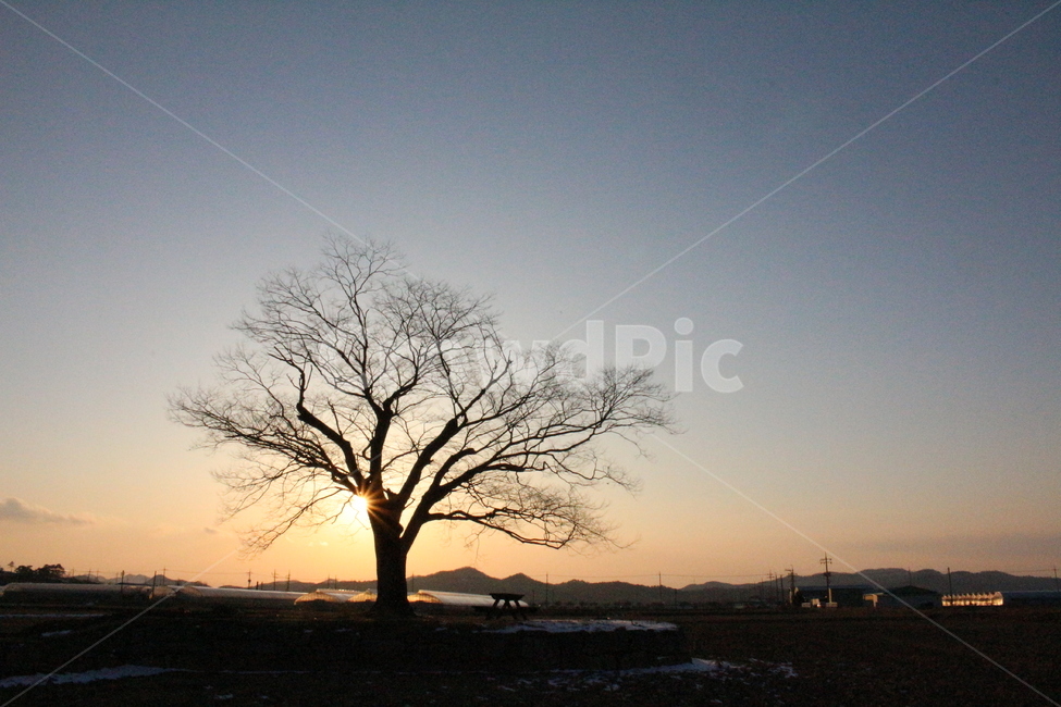 풍경,스냅,외딴나무,노을,감성,일몰,남서쪽,무등,겨울,계절,winter,season,자연,풍경,nature,landscape,시골,마을,country,rural,town,식물,plants,나무,trees,wood,tree,plant