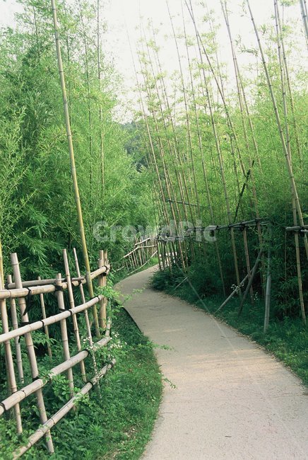 자연,풍경,감성사진,필름,필름사진,대나무숲,대나무,가로수길,자연,풍경,nature,landscape
