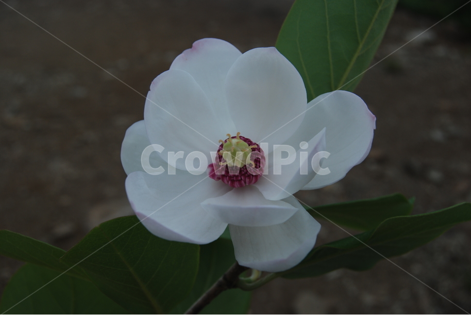 계방산,자연,봄,탐방로,휴양림,식물,자연,plants,nature,꽃,flower