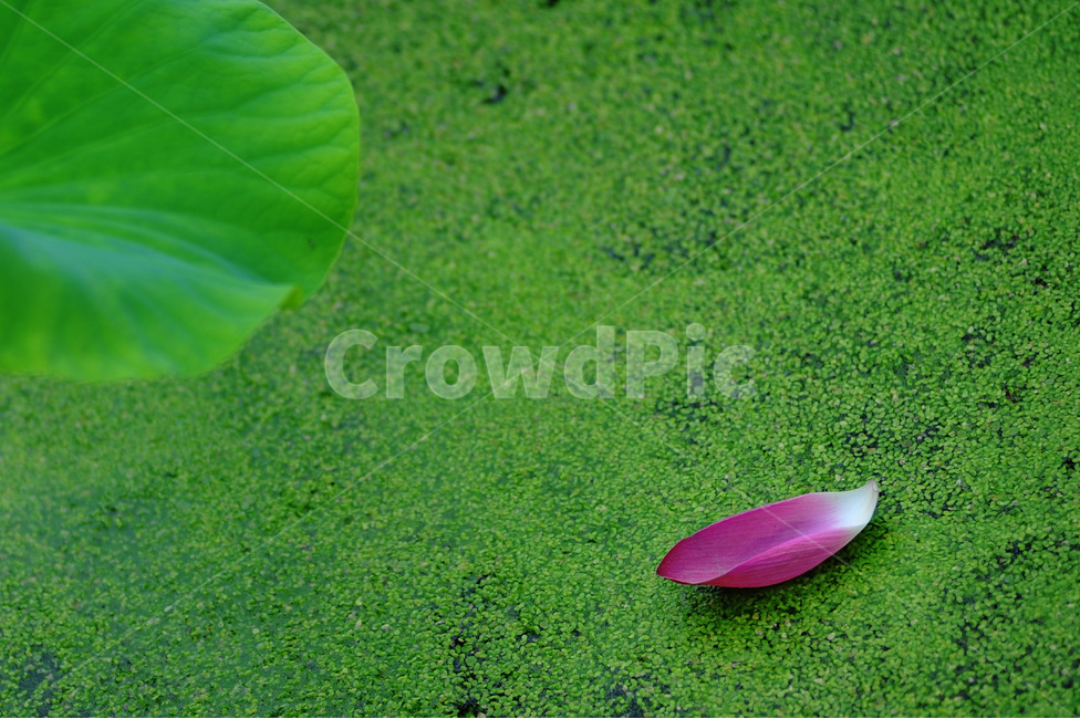 예쁜연꽃,연꽃,홍련,덕진공원연꽃,연꽃축제,식물,자연,plants,nature,꽃,flower