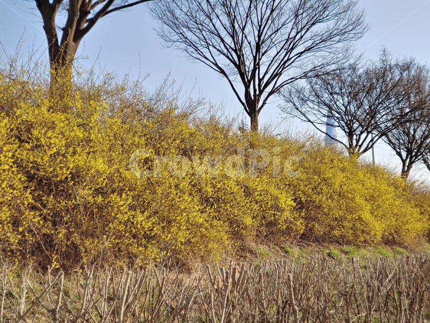 개나리,봄,야외공원,봄꽃,봄나들이