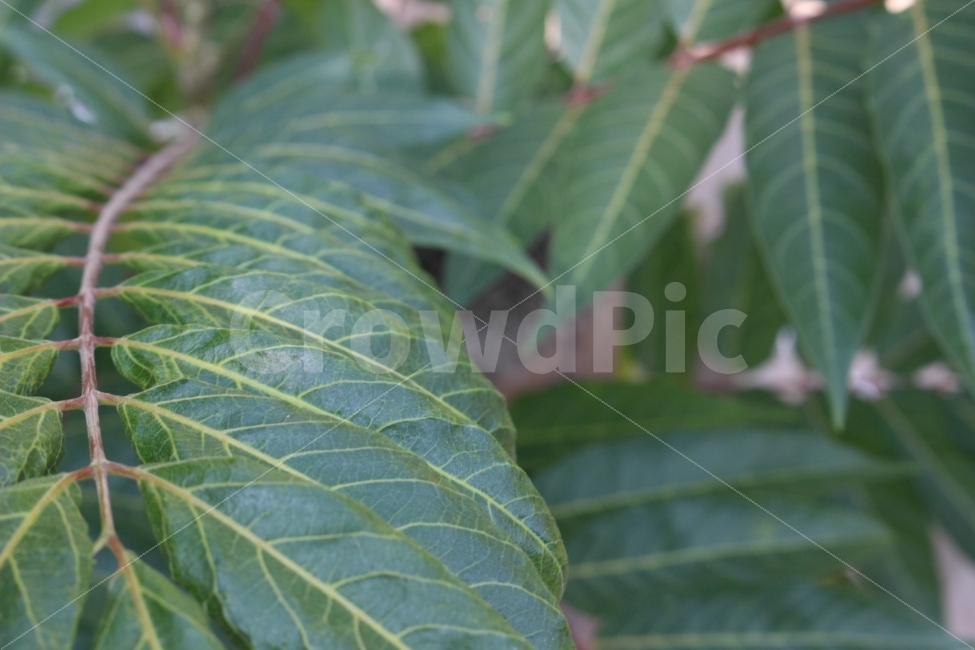 잔디,풀,잡초,초록,초록색,자연,야외,공원,정원,나무,숲,식물,자연,plants,nature