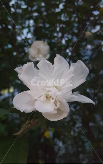 여름,꽃,근접,식물,flower