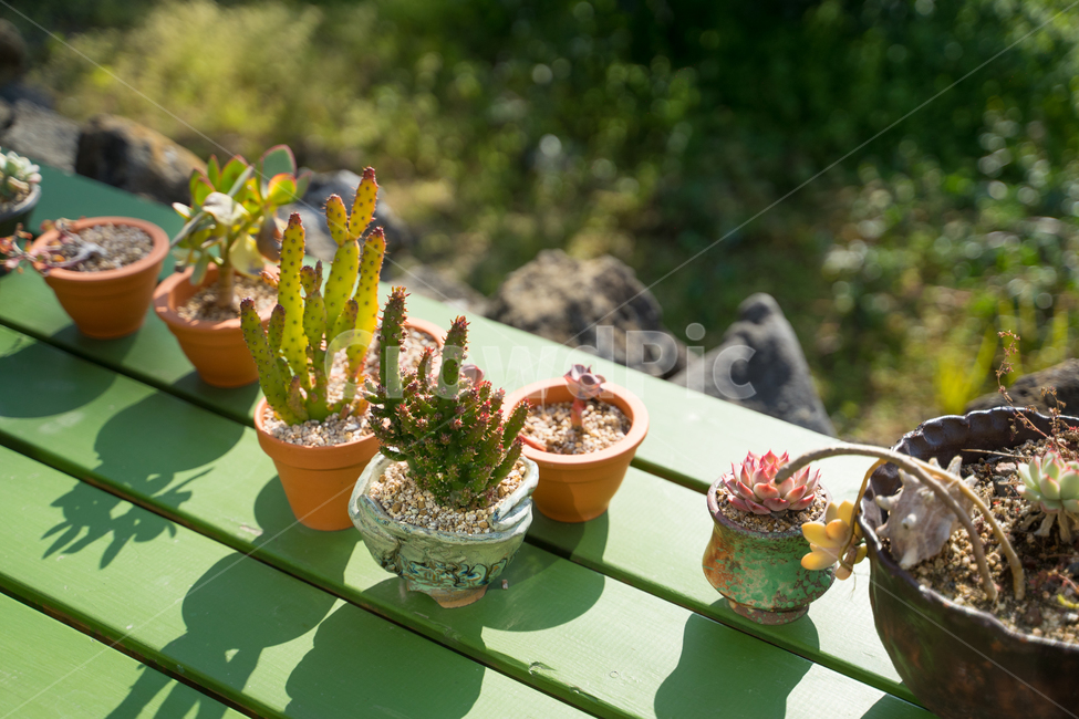 화분,봄,푸르름,새싹,꽃,식물,자연,plants,nature