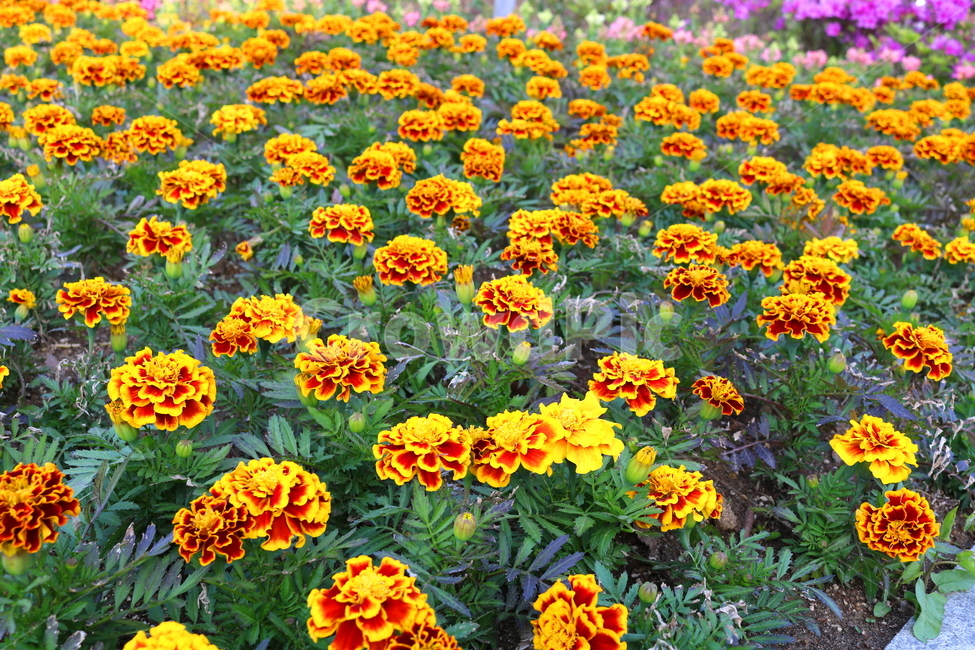메리골드,메리골드꽃,꽃,식물,국화과,관상용,원예,식물,자연,plants,nature,꽃,flower