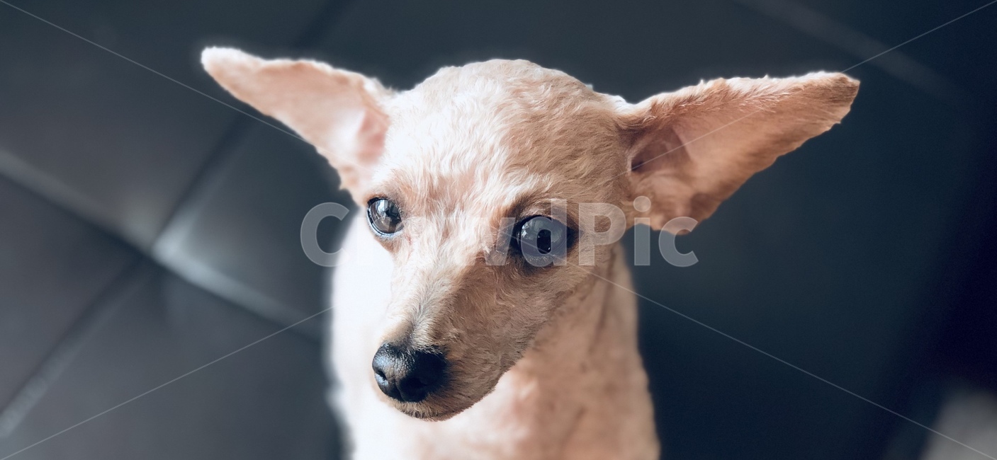 반려동물,강아지,귀여움,아련함,푸들,푸들털,곱슬,동물,animal,포유류,mammal,개,강아지,dog,doggy