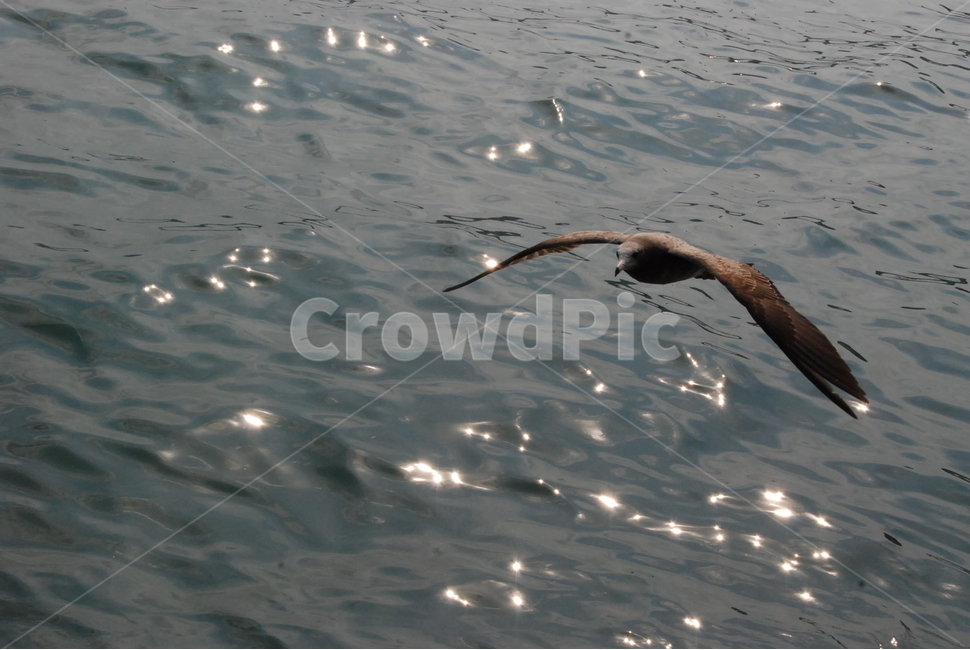 바다,항구,갈매기,부산항,sea,bird,fly,freedom,port,동물,animal,조류,새,birds