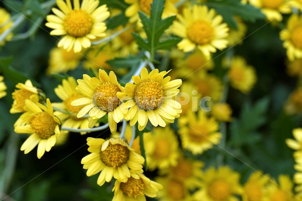감국,가을,노랑,계절,chrysanthemum,autumn,fall,nature,bloom,yellow,국화과,smell,season,beautiful,plant,flower,산국,노랑꽃,식물,자연,Northchrysanthemum,여러해살이,꽃잎,암술,수술,식물,자연,plants,nature,꽃,flower