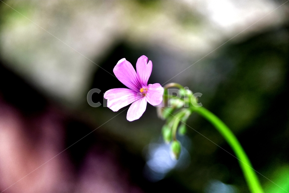 봄,꽃,맑음,오후,보라,식물,자연,plants,nature,꽃,flower