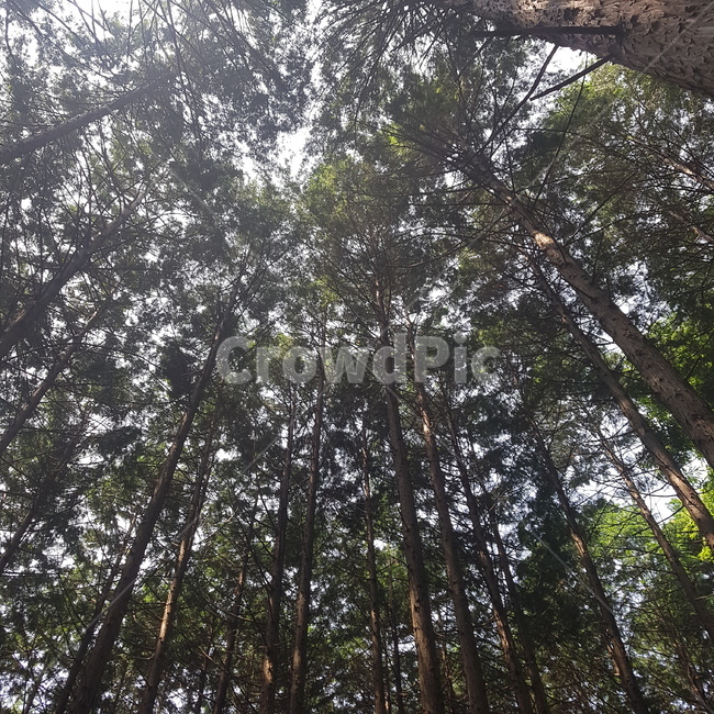 나무,숲,편백나무,tree,forest,woodwort,자연,풍경,nature,landscape,plant,식물
