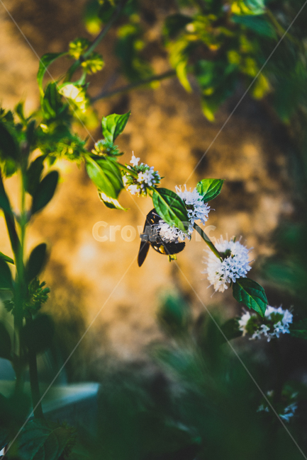 plant,식물,벌,분위기,자연,꽃,식물,자연,plants,nature,꽃,flower,곤충,벌레,insect,bug