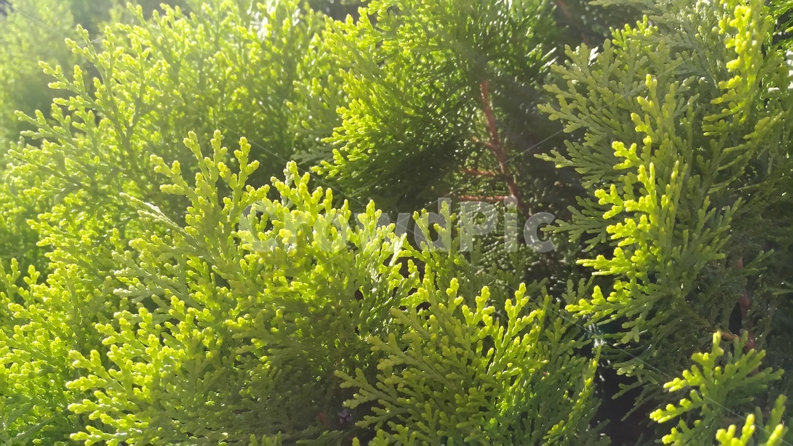 식물,초록색,녹색,자연,풀,식물,자연,plants,nature,나무,trees,wood