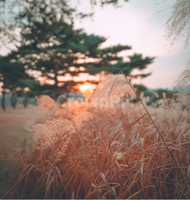 갈대,억새풀,노을,가을풍경,빛,식물,가을,계절,fall,autumn,season