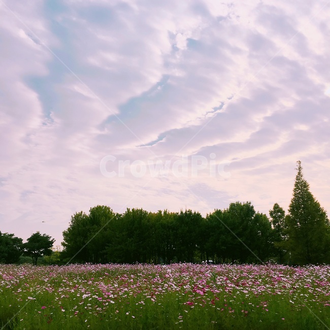 field,들,nature,자연,꽃,하늘,코스모스