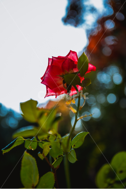 장미,가을,꽃,역광,식물,빛,식물,자연,plants,nature,꽃,flower,감성,sensible,feeling