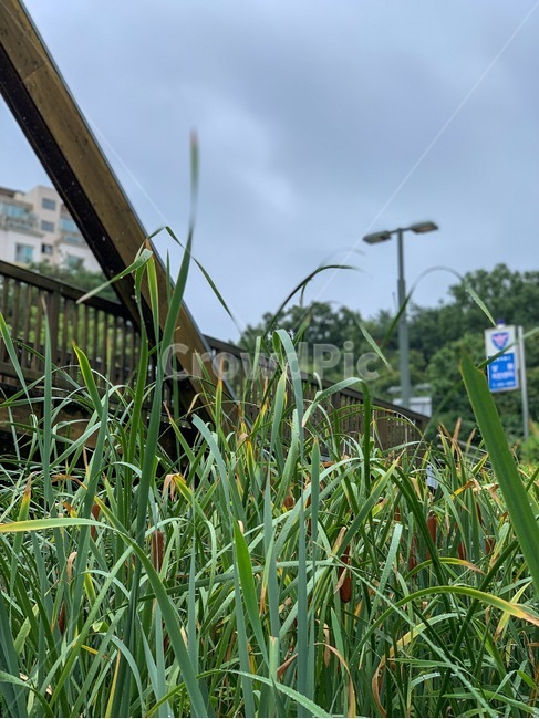 grass,잔디,plant,식물,vegetation,pottedplant,다리,나무,자연,nature,식물,자연,plants,nature