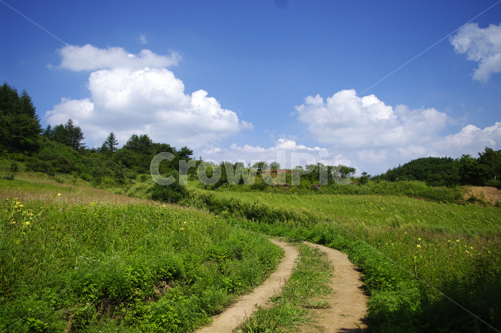 하늘,구름,풍경,자연,식물,나무,tree,nature,들,길,자연,풍경,nature,landscape