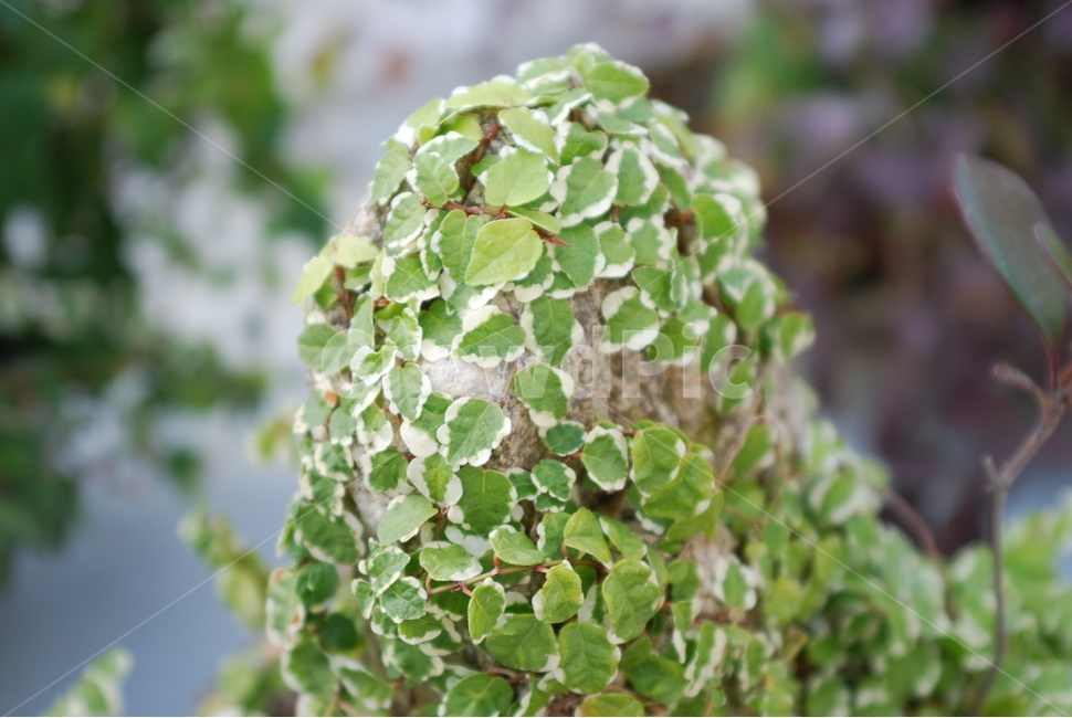 덩쿨,식물,꽃,plant,넝쿨식물