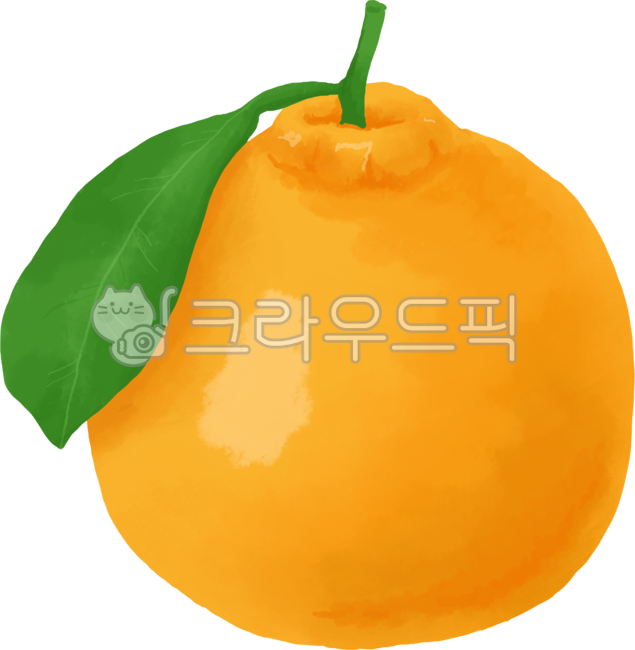 Hallabong Illustration,citrus fruits,Jeju,fruit,Hallabong image,jejuisland,Hallabong,Hallabong hand drawing,citrusfruit,orange,Cheonhyehyang,Jeju special products,jejuislandspecialties,Hallabong painting,hallabong
