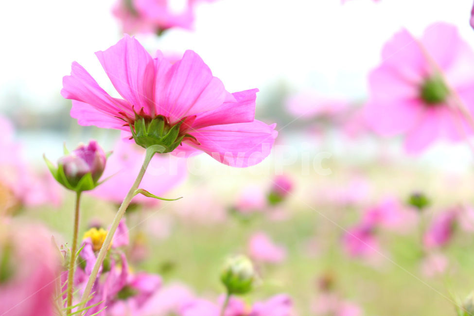 코스모스,가을,자연,꽃,fall,flower,flowers,cosmos,가을,계절,fall,autumn,season,식물,자연,plants,nature,꽃,flower,geranium,제라늄,plant,blossom,petal,꽃잎