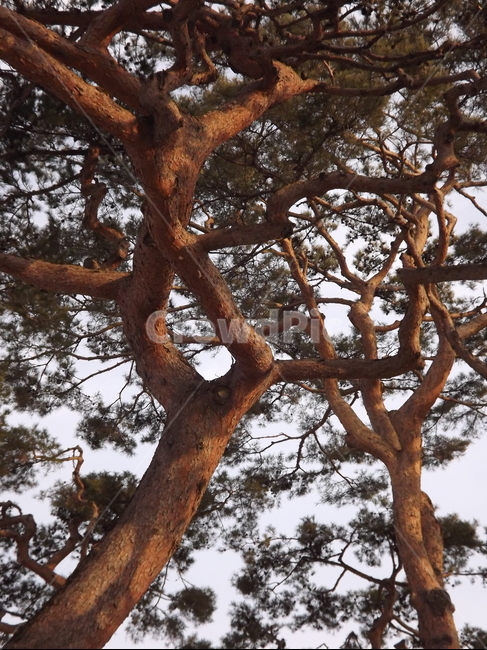 의림지,숲,소나무,나무,유원지,제천,식물,자연,plants,nature,나무,trees,wood