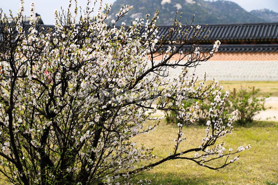 경복궁,문화재,서울,건축,궁전,문,지붕,기와,고건축,한국,서까래,석가래,기둥,창살,주춧돌,추녀,목조건축물,야외,나무,꽃,봄,한국전통,한국문화,korean traditional,korean culture,식물,자연,plants,nature,꽃,flower,건축물,건물외관,exterior,building,structure,architecture,construction
