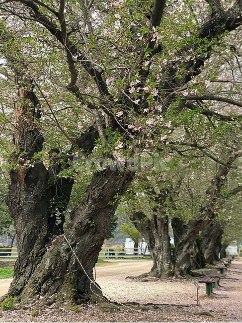 픙경,자연,노을,벚꽃,봄,식물,자연,plants,nature,꽃,flower,나무,trees,wood
