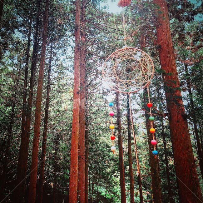 드림캐쳐,숲속,자연,숲,산속