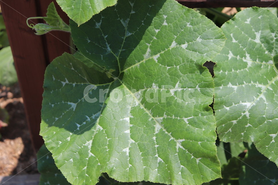 호박잎,pumpkinleaf,쌈채소,녹색채소,호박
