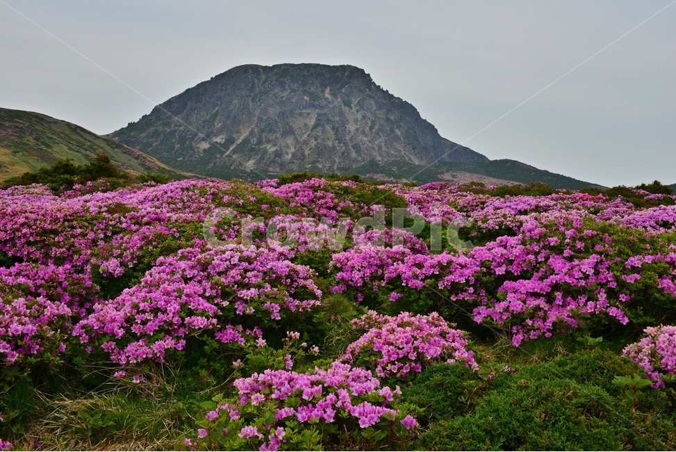 제주도,한라산,철쭉,nature,자연,outdoors,옥외,plant,식물,자연,풍경,nature,landscape