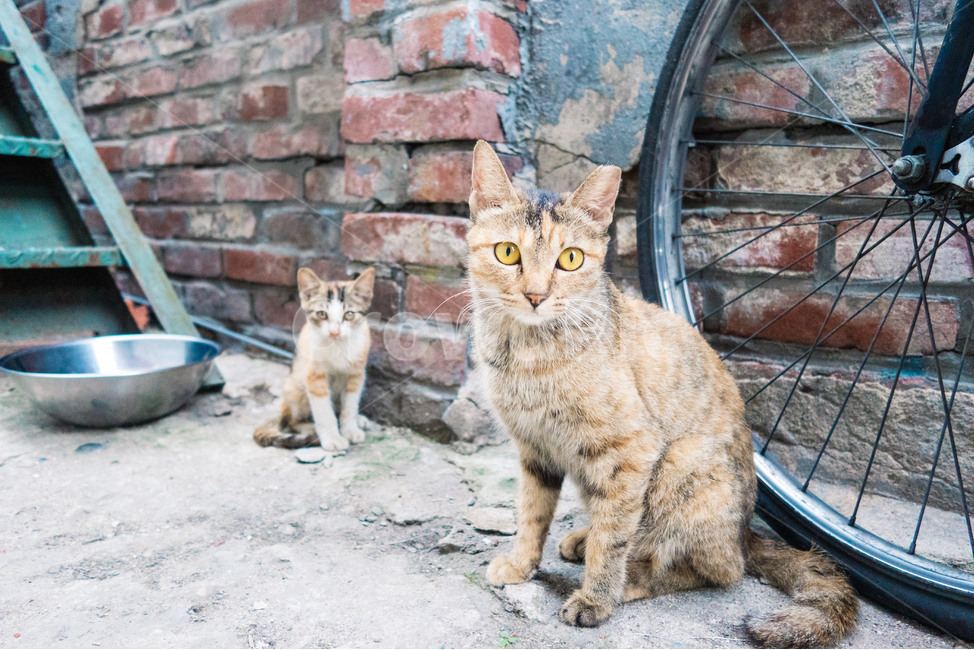 고양이,길냥이,길고양이,냥이,캣,cat,길냥,고양고양,동물,아기고양이,새끼고양이,동물,animal,포유류,mammal,고양이,cat,kitten,kitty