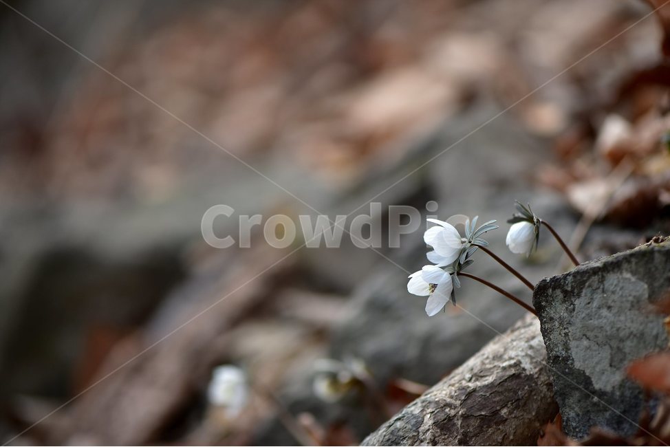 변산바람꽃,2018년,2월,야생화,꽃,생태,식물,자연,들꽃,산꽃,봄,감성,힐링,플라워,계절,시즌,wild,Flower,plants,nature,spring,season,배경,나무,목본,풀,초본,미나리아재비과,너도바람꽃속,flower,생태사진,봄꽃,거제도,봄,계절,spring,season,식물,자연,plants,nature,꽃,flower,plant
