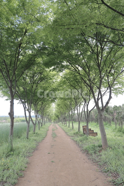 숲길,산책길,오솔길,산책,산속,산길,녹음,자연,풍경,nature,landscape,tree,나무,plant,식물