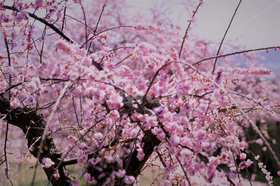 봄,꽃,매화꽃,자연,식물,나무,핑크,따뜻함,계절,nature,spring,season,tree,pink,flower,봄,계절,spring,season,꽃,flower,plant,blossom