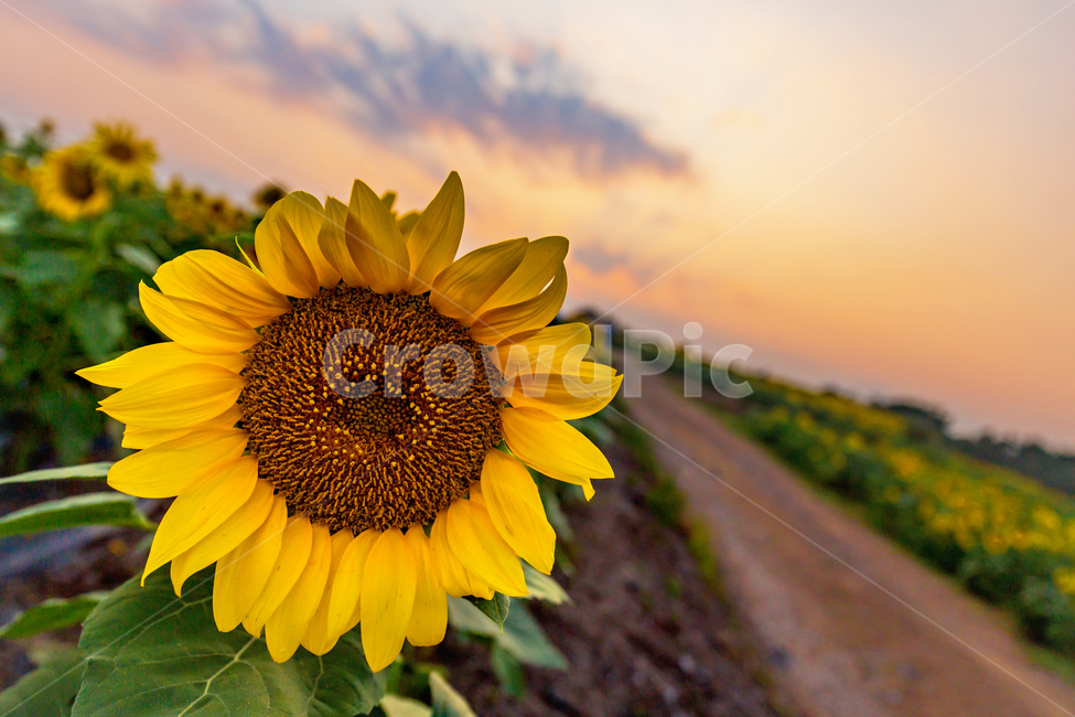 해바라기,일몰,꽃,함안,식물,만개,plant,flower,blossom,sunflower,길,시골,해바라기씨,꽃잎,스냅,풍경,노을,풍경배경,배경,꽃배경,일몰배경,식물,자연,plants,nature,꽃,flower