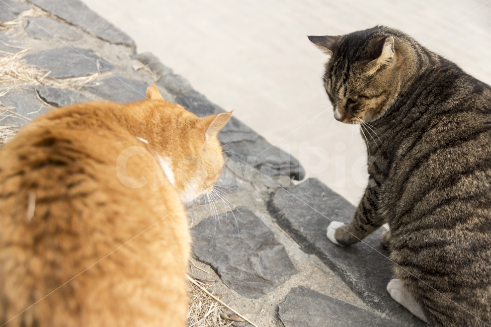 고양이,동물,길고양이,두마리,길냥이,동물,animal,포유류,mammal,고양이,cat,kitten,kitty