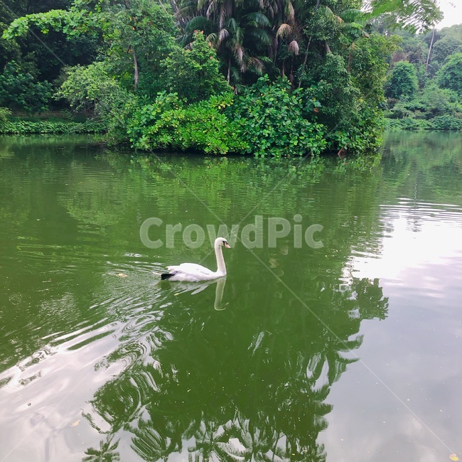 animal,동물,bird,새,water,물,outdoors,옥외,nature,자연,백조,조류,조류,새,birds