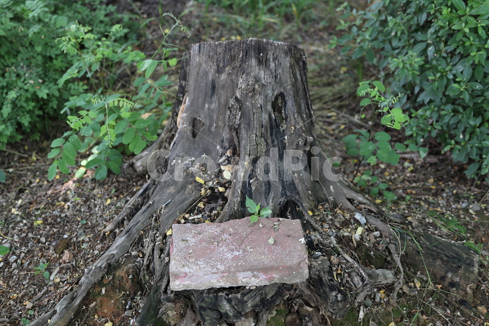 나무,밑동,나무밑동,벽돌,숲,식물,자연,plants,nature,나무,trees,wood