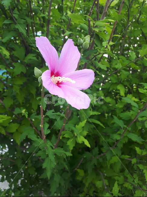 plant,식물,blossom,flower,꽃,무궁화