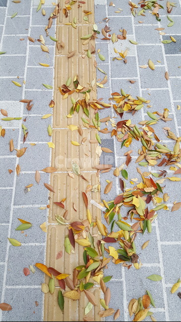 낙엽,가을,거리,쓸쓸함,도로,가을,계절,fall,autumn,season