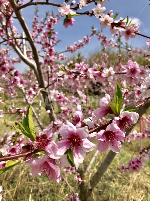 복사꽃,분홍,꽃,봄,꽃나무,봄,계절,spring,season,식물,자연,plants,nature,꽃,flower,plant,blossom