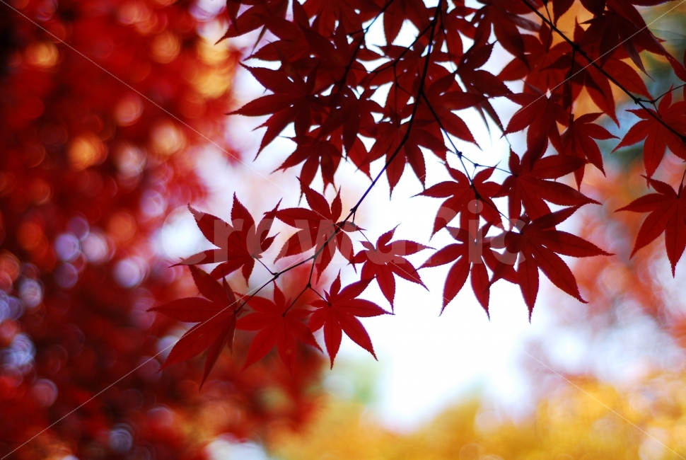 단풍,가을,가을풍경,나무,단풍잎,가을색,가을,계절,fall,autumn,season,식물,자연,plants,nature,plant,leaf,잎,tree